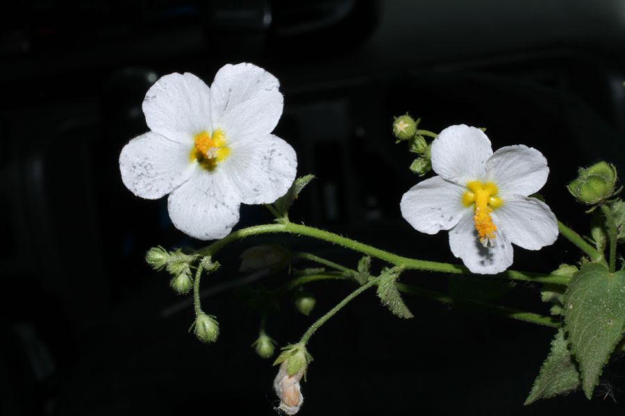Malvaceae Kosteletzkya depressa