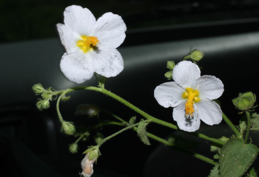 Malvaceae Kosteletzkya depressa