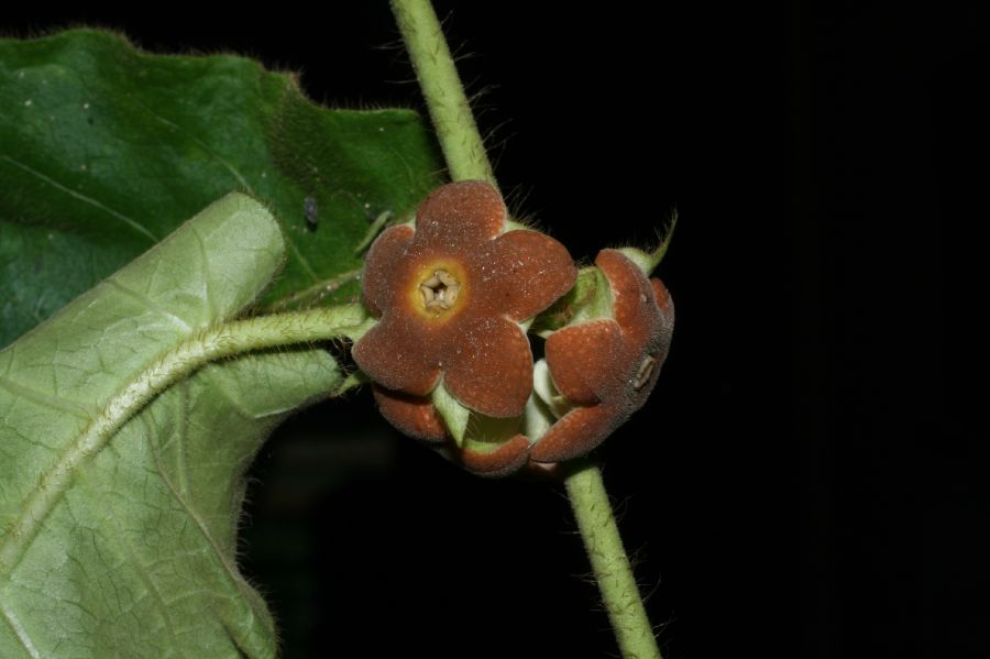 Apocynaceae Macroscepis pleistantha