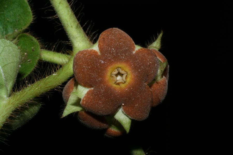 Apocynaceae Macroscepis pleistantha