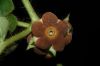 image of Macroscepis pleistantha