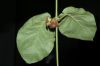 image of Macroscepis pleistantha