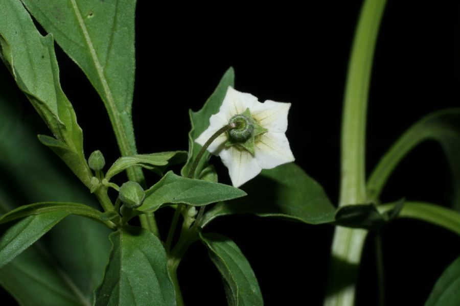 Solanaceae Physalis angulata