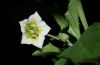 image of Physalis angulata