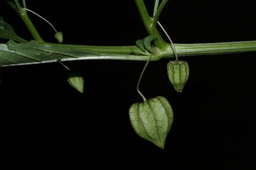Solanaceae Physalis angulata