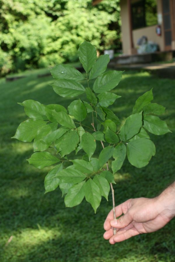 Fabaceae Pterocarpus rohrii