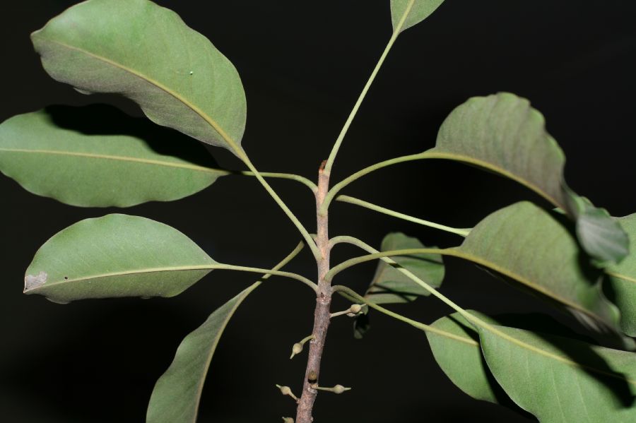Sapotaceae Sideroxylon capiri