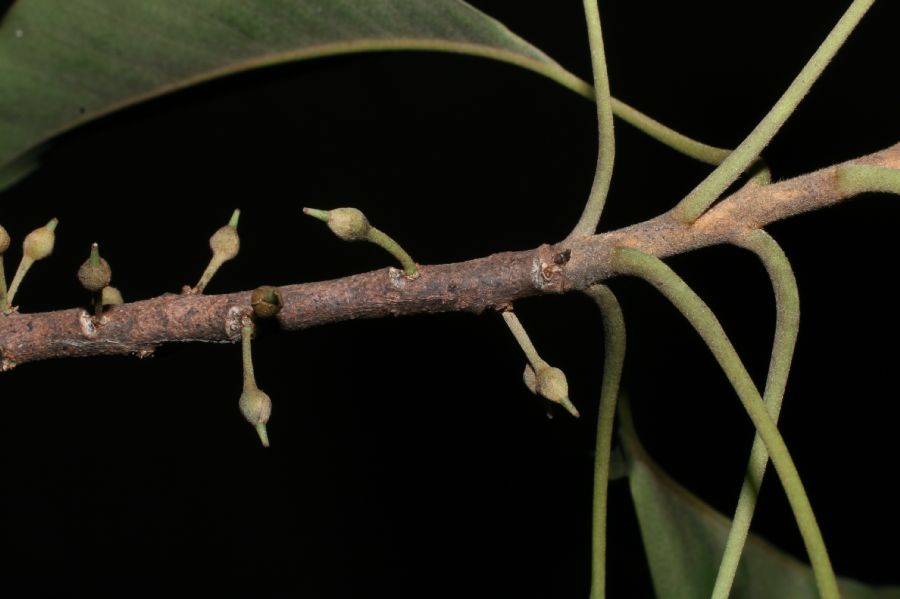 Sapotaceae Sideroxylon capiri