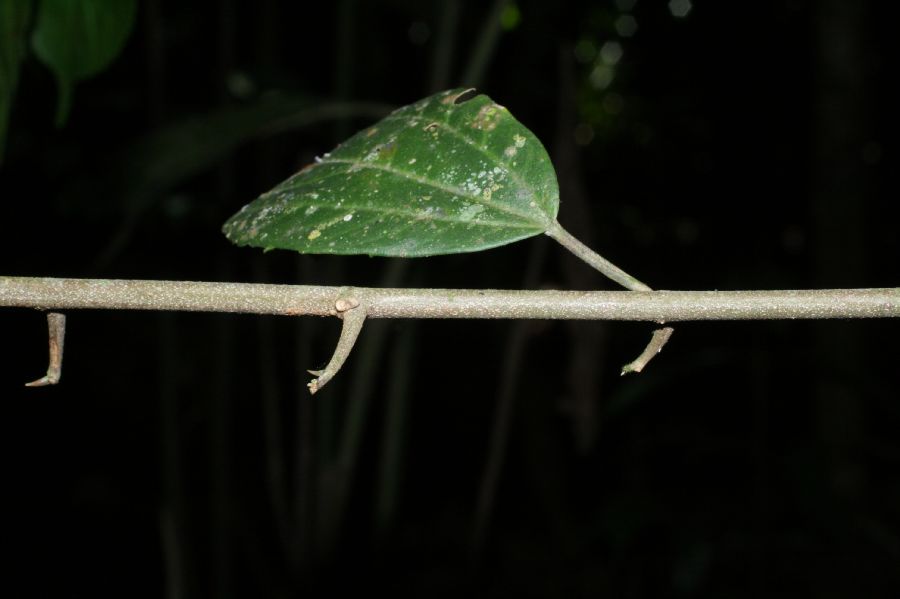 Hernandiaceae Sparattanthelium amazonicum