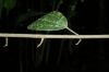 image of Sparattanthelium amazonicum