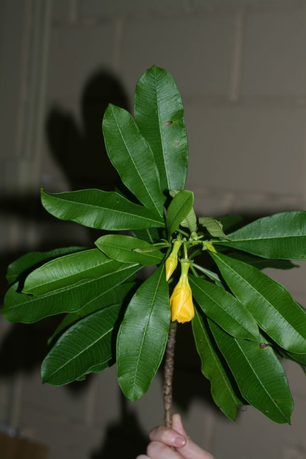Apocynaceae Thevetia ovata