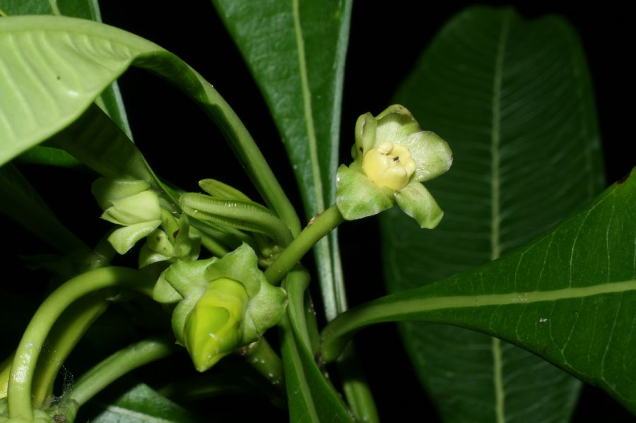 Apocynaceae Thevetia ovata
