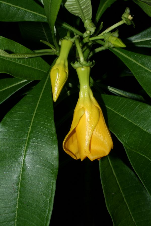 Apocynaceae Thevetia ovata