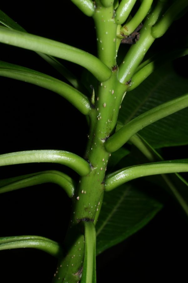 Apocynaceae Thevetia ovata