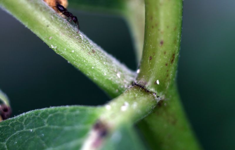 Apocynaceae Asclepias syriaca