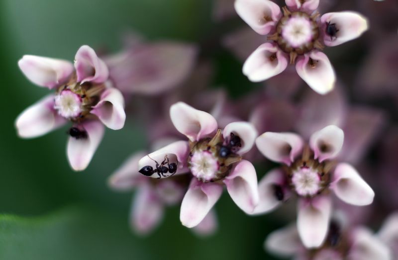 Apocynaceae Asclepias syriaca