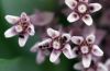 image of Asclepias syriaca