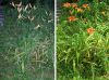 image of Hemerocallis fulva