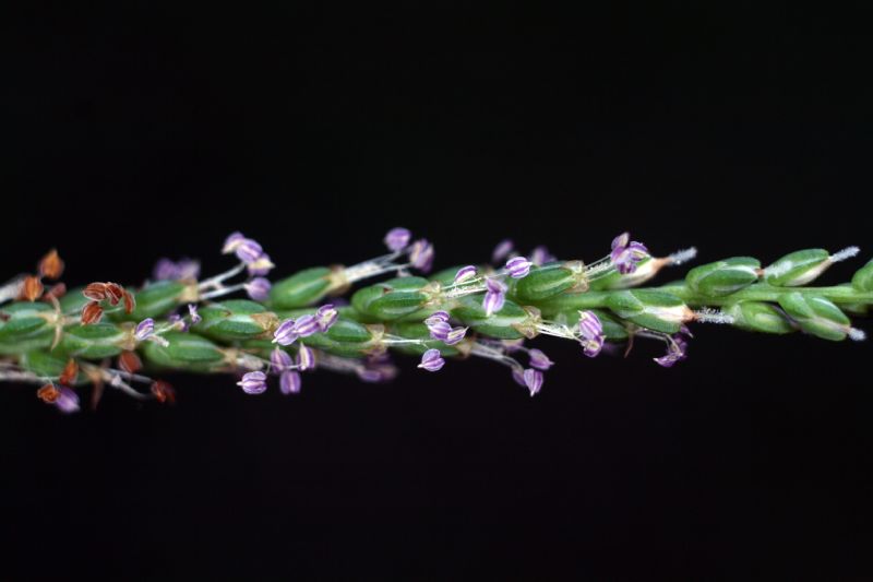 Plantaginaceae Plantago rugellii