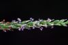 image of Plantago rugellii