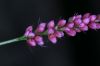 image of Polygonum pensylvanicum