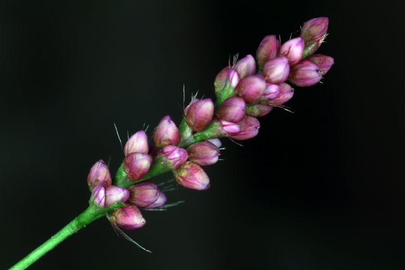 Polygonaceae Polygonum pensylvanicum