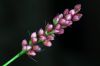image of Polygonum pensylvanicum