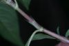 image of Polygonum pensylvanicum