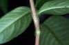 image of Polygonum pensylvanicum