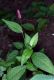 image of Polygonum pensylvanicum