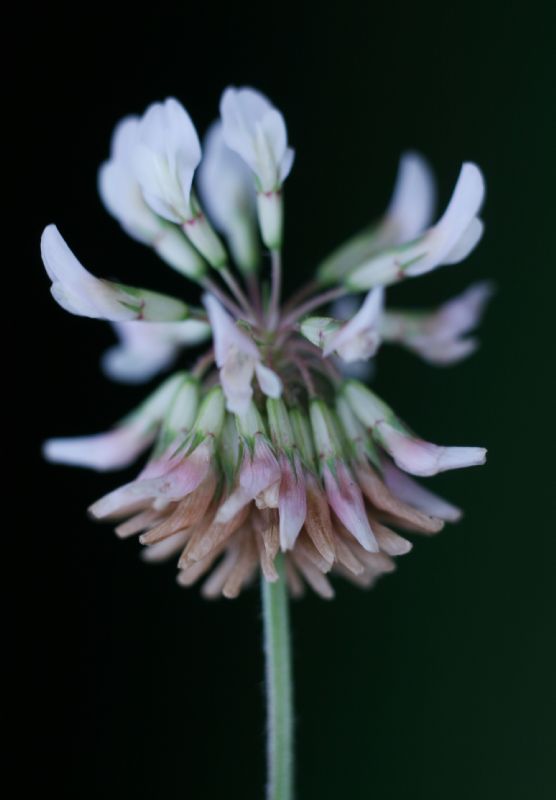 Fabaceae Trifolium stoloniferum