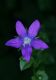 image of Triodanis perfoliata
