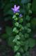 image of Triodanis perfoliata