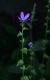 image of Triodanis perfoliata