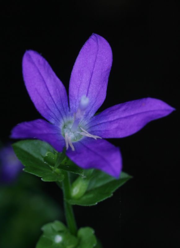 Campanulaceae Triodanis perfoliata