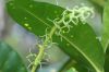image of Codiaeum variegatum