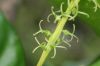 image of Codiaeum variegatum
