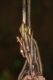 image of Diplazium prominulum