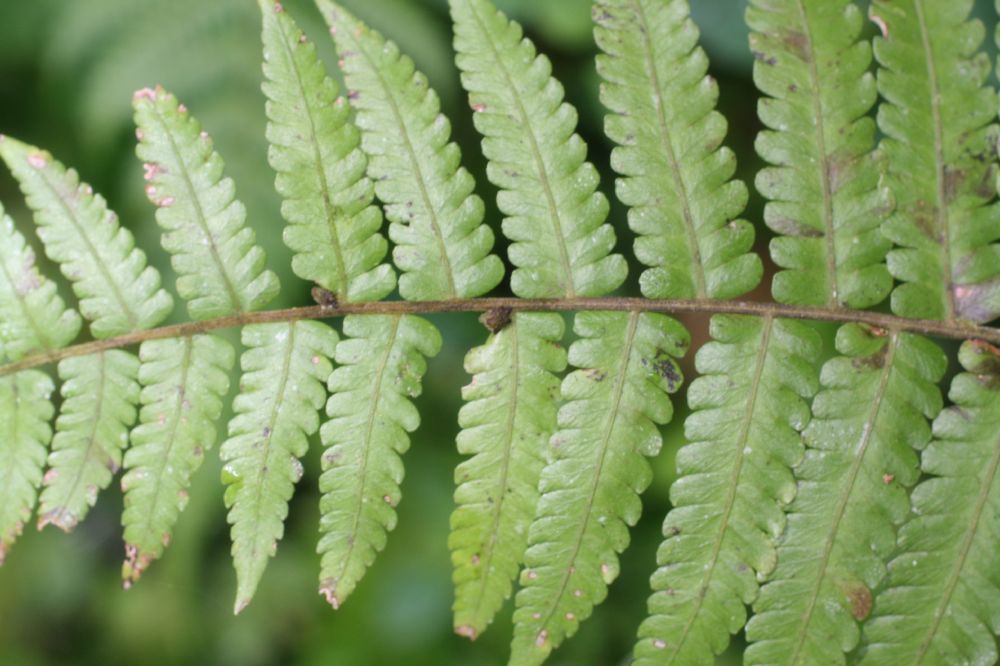 Thelypteridaceae Goniopteris gemmulifera