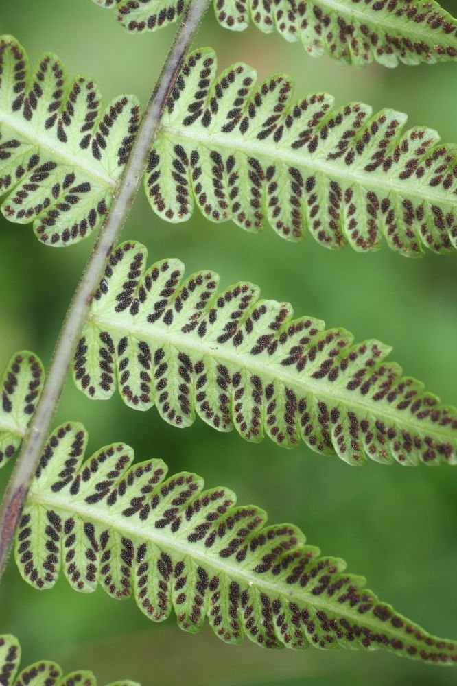 Thelypteridaceae Goniopteris gemmulifera