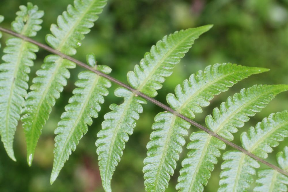 Thelypteridaceae Goniopteris gemmulifera