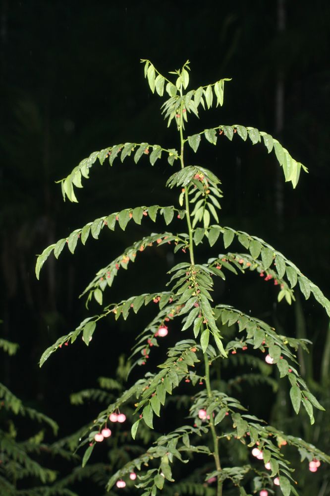 Phyllanthaceae Phyllanthus 