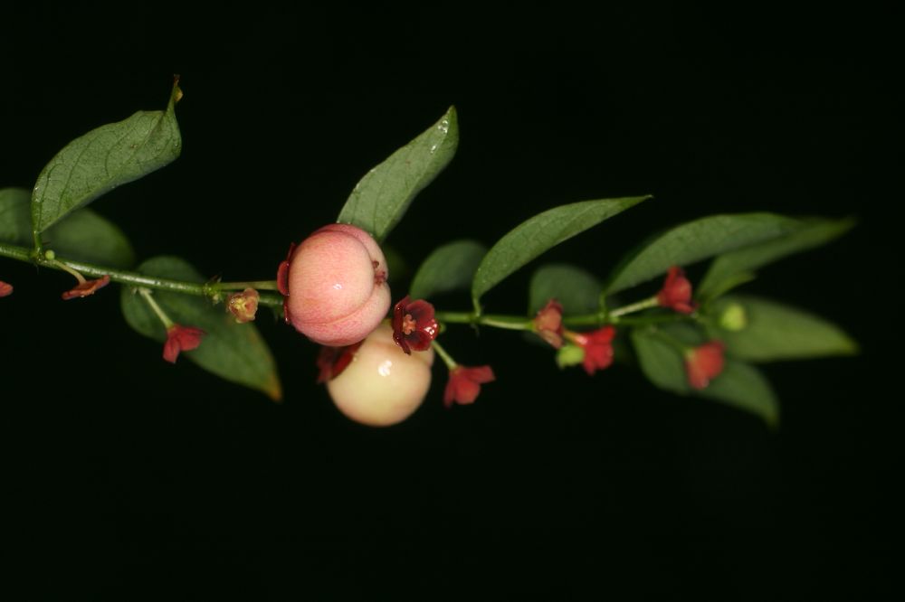 Phyllanthaceae Phyllanthus 