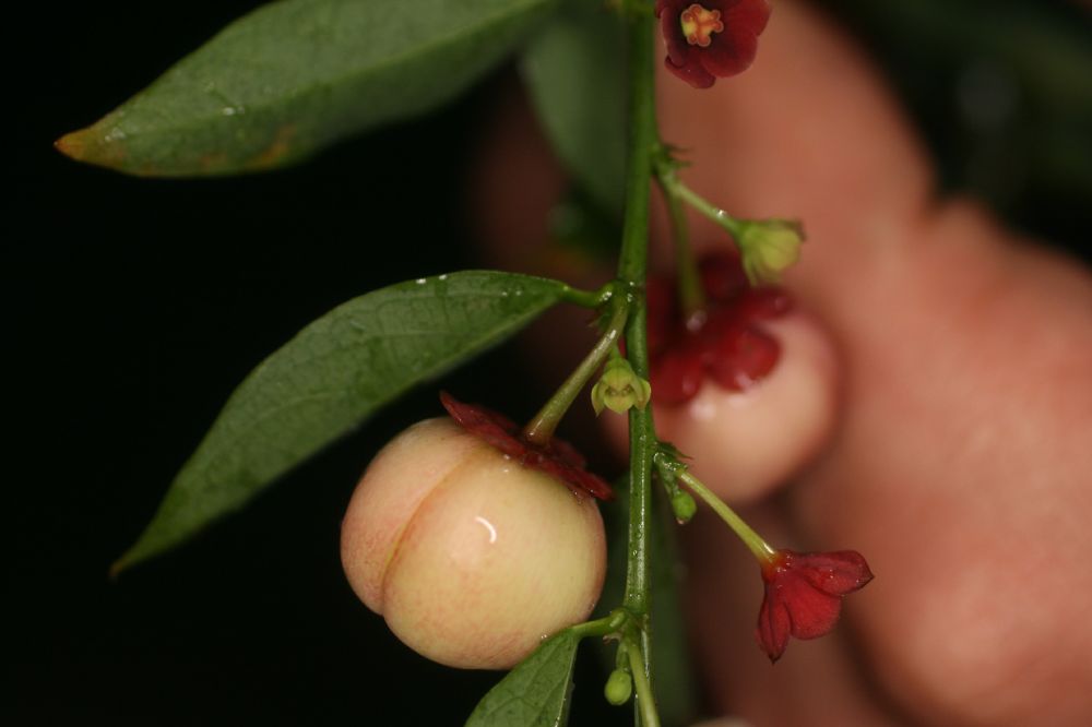 Phyllanthaceae Phyllanthus 