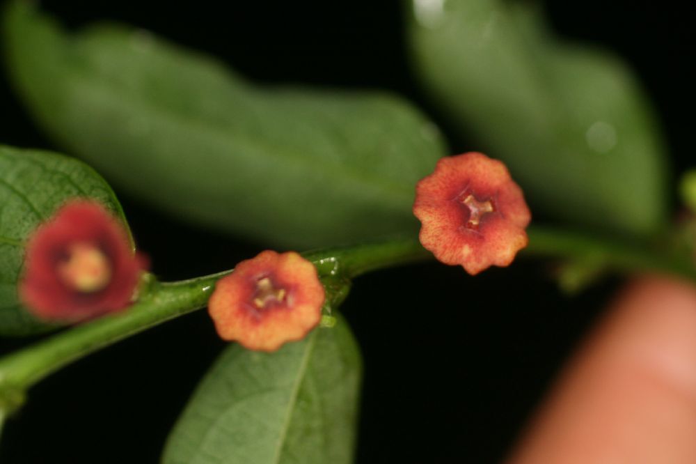 Phyllanthaceae Phyllanthus 