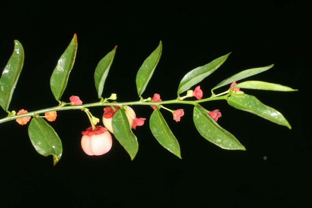 Phyllanthaceae Phyllanthus 