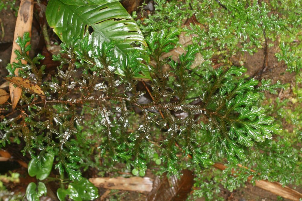 Selaginellaceae Selaginella 