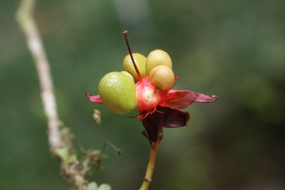 Ochnaceae Ochna serrulata