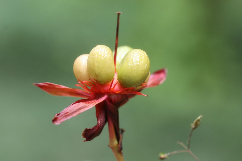 Ochnaceae Ochna serrulata