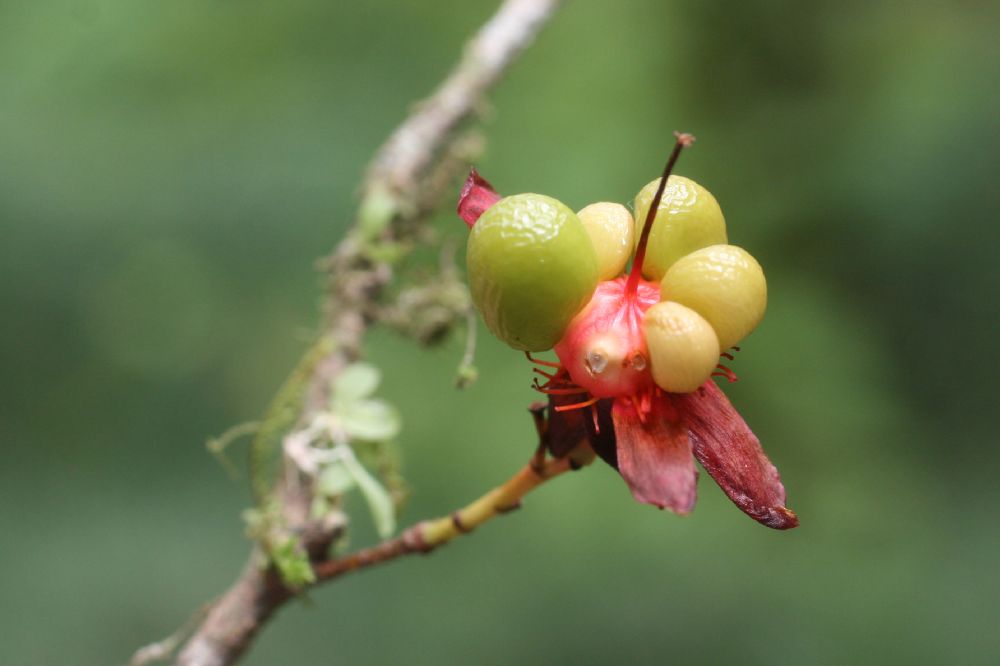 Ochnaceae Ochna serrulata